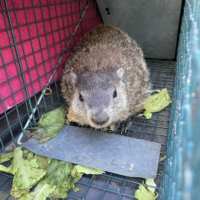 A groundhog caught and ready for relocation