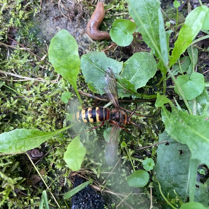 A hornet on the move near a job site
