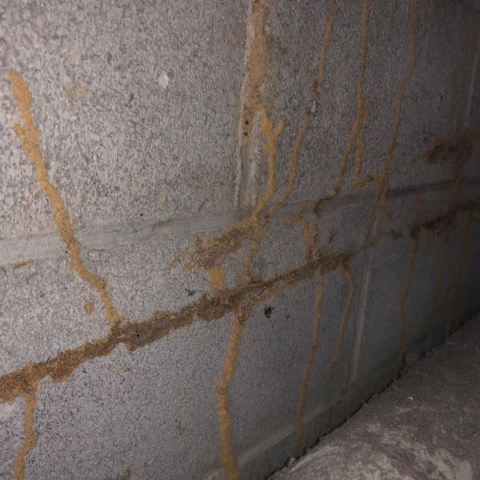 Termite mud tubes running up a foundation wall